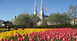 Ottawa, mais conhecida na primavera como a Capital das Tulipas