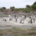 Ushuaia Pinguim Rei