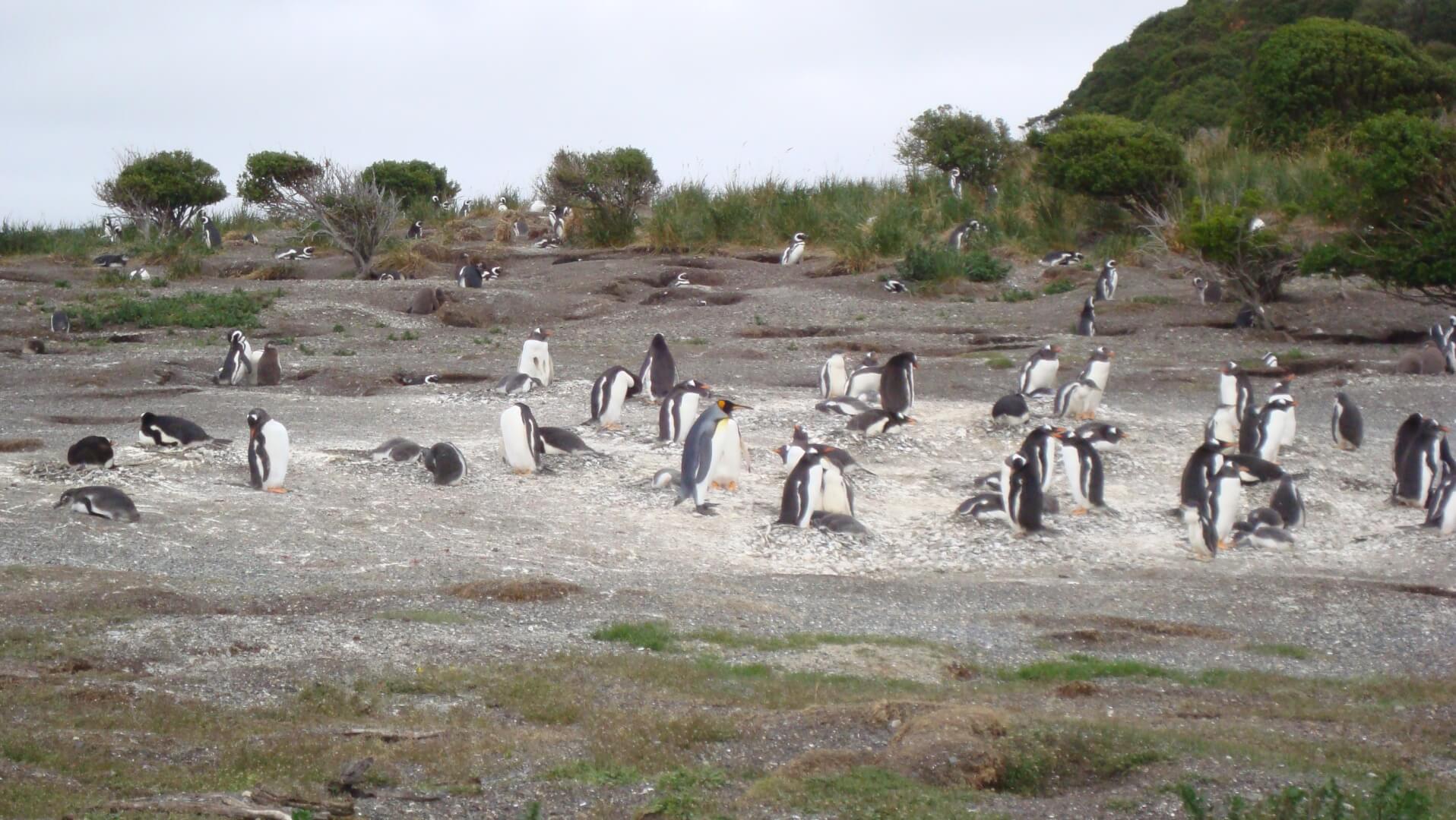 Ushuaia Pinguineira 01