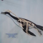Ushuaia Museu de Aves e Mamíferos Marinhos 05
