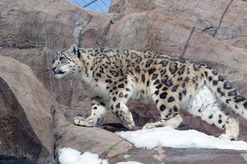 Snow Leopard at the Alaska Zoo.
