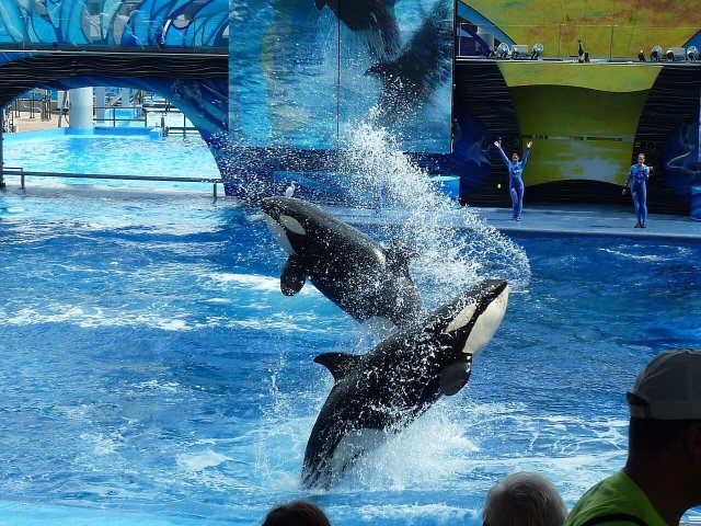 SeaWorld - Sairdobrasil